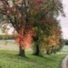 Wilde Zeiten: Leben im Kreislauf der Natur