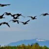 wild-geese-gfc0687d23_1280