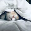 Deutschland im Bett