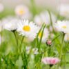 Gänseblümchen – Bellis perennis 5002 0_dic_master