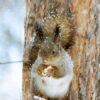 squirrel-gc7bd2487b_1280