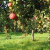 apples-gd1fb1aa56_1280