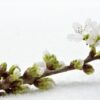 cherry-blossom-gb8279e7a4_1280