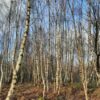 Poesie: Zuhause