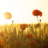 poppies-174276_1280