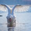 swan-g07cd2aad6_1280