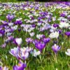 crocus-2139395_1280