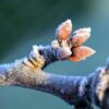 Knospen und ihre Heilkraft