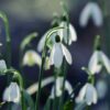 snowdrop-g6a2c12680_1280