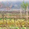 Agroforst im Weinbau: Reben lieben Bäume