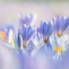 crocuses-g9d68c2339_1280