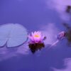 lotus-1205631_1280