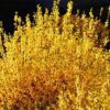 Motiv des Monats April:  Das Gold in Dir will Raum einnehmen!