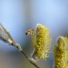 Engel des Monats ~ April ~ Unterscheidungsvermögen