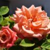 Lichtbild: Die Rose - Ein Augenzwinkern der Liebe