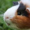 Die Wunscherfüllung - Als das Meerschweinchen sprechen konnte