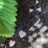 Meine WandelRaumzeit – 3 Wochen unterm MaiRegenSegen