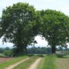 Eine Oase entdecken - Vier Eichen und eine Bank