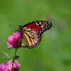 monarch-butterfly-8137642_1280