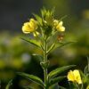 evening-primrose-3429407_1280