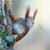 squirrel-7025721_1280