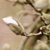 magnolia-pixabay_690